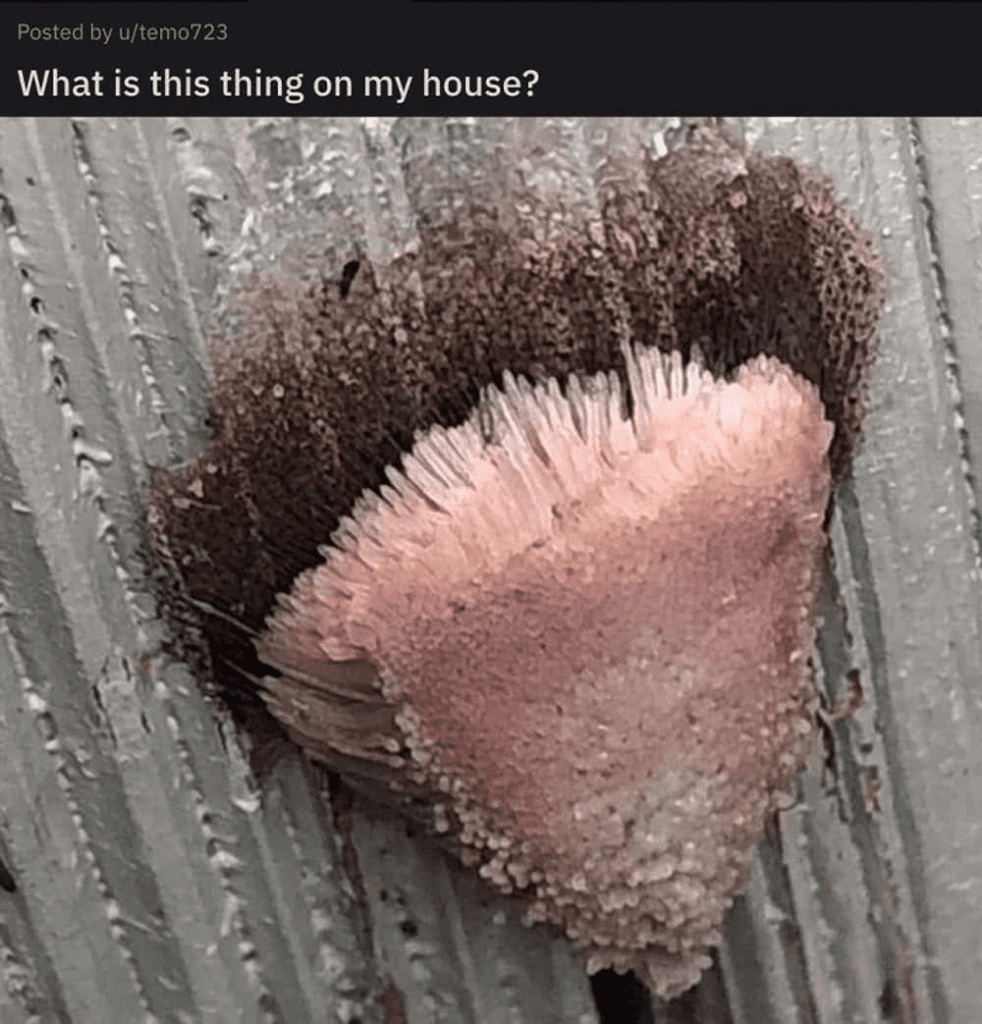 Homeowner Spotted This Strange Pink Growth On Their House — The Explanation Shocked Even Experts