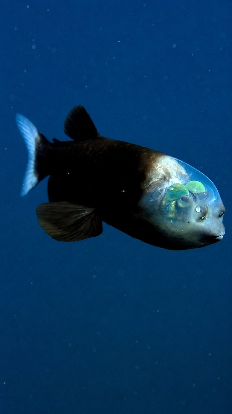 barreleye_fish_under_200kb