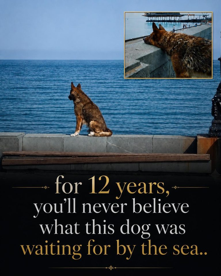 dog_story_under_200kb