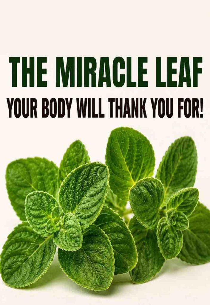 The Miracle Leaf Many Seniors Are Rediscovering Why this plant Is Getting So Much Attention The Miracle Leaf Many Seniors Are Rediscovering Why this plant Is Getting So Much Attention