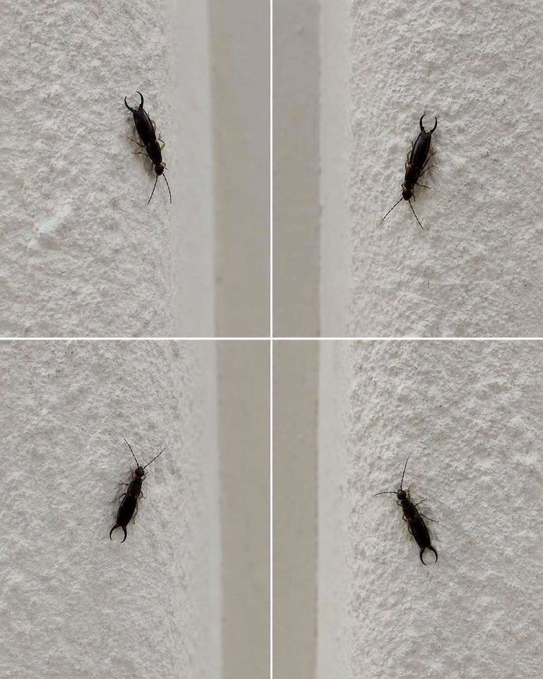 If You Find This Insect in Your Home Here’s What It Could Mean