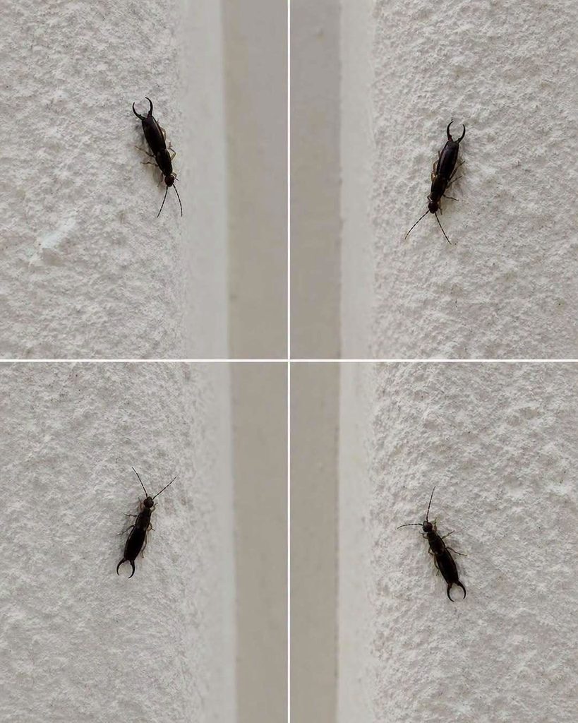 If You Find This Insect in Your Home Here’s What It Could Mean If You Find This Insect in Your Home Here’s What It Could Mean