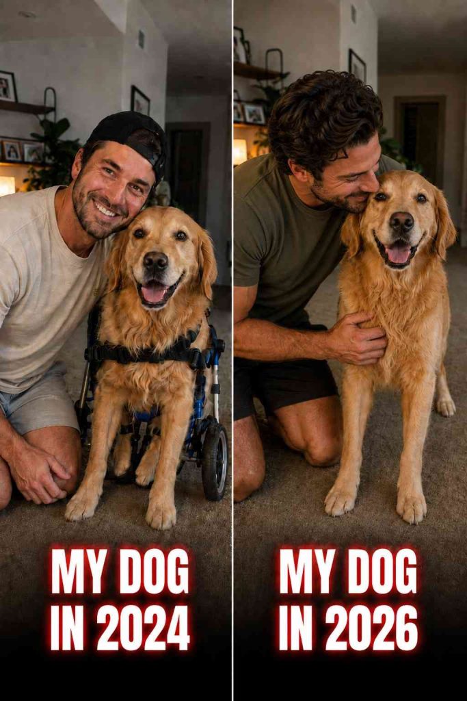 My Dog Couldn’t Walk in 2024 Two Years Later, He Ran Toward Me When I Needed Him Most