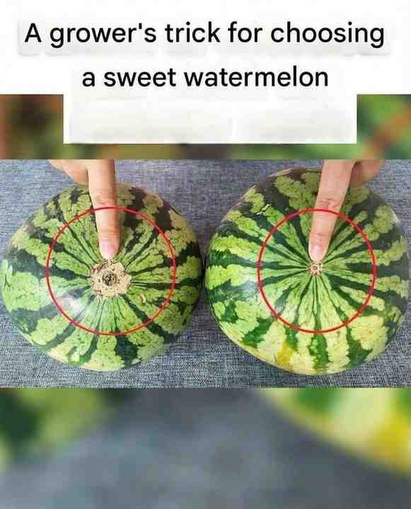 mellon