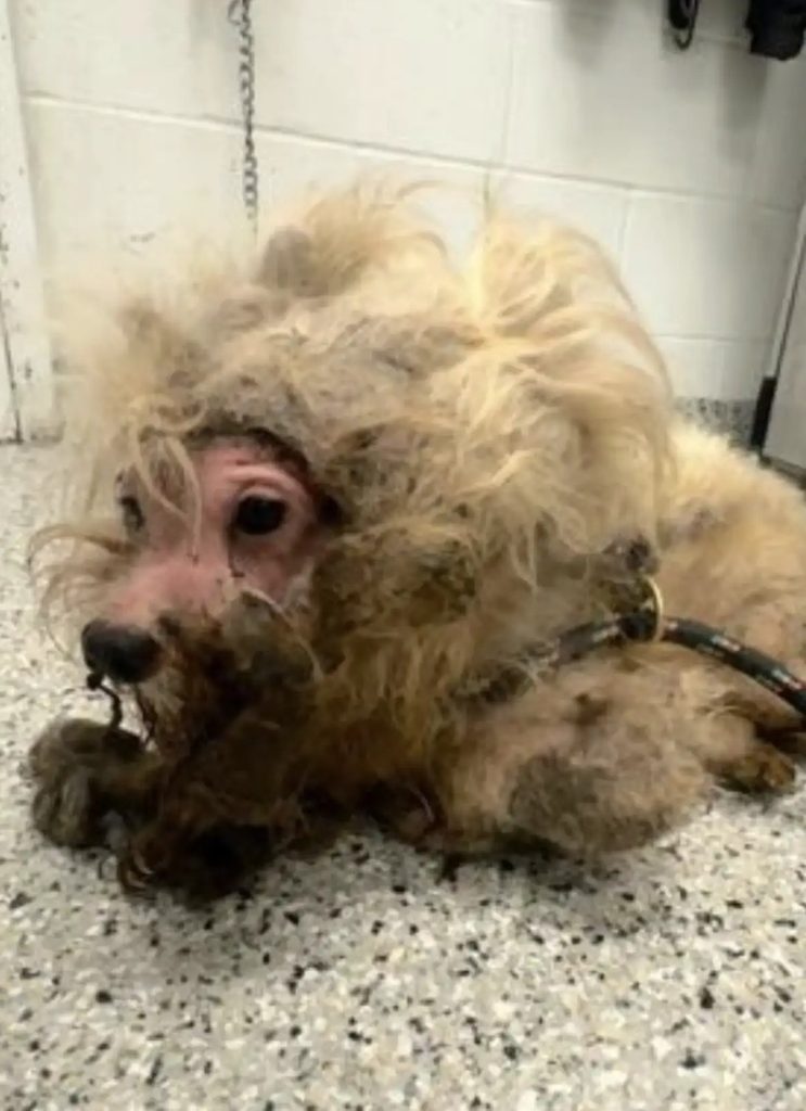 This dog was found in the middle of the road. His fur was so matted it looked like a wig. But after being rescued, he’s unrecognizable! See what he looks like that everyone is talking about